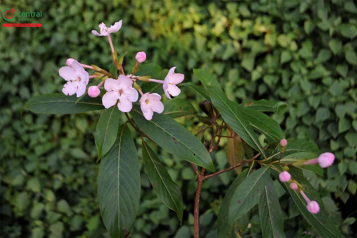 Nụ Đinh (Luculia pinceana Hook. f.)