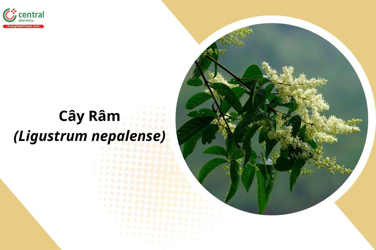 Râm (Ligustrum indicum (Lour.) Merr)