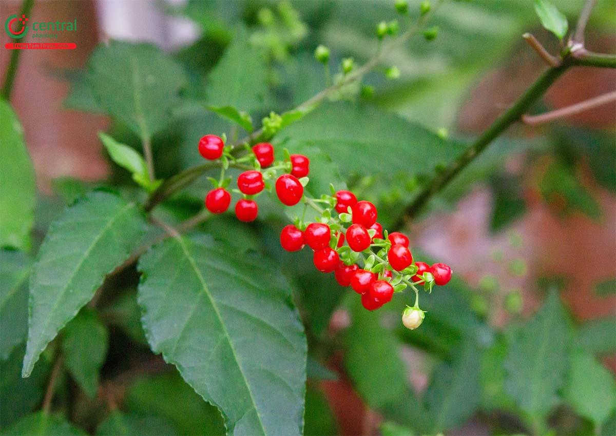 Rì Việt (Diệp Sơn - Rivina humilis L.)