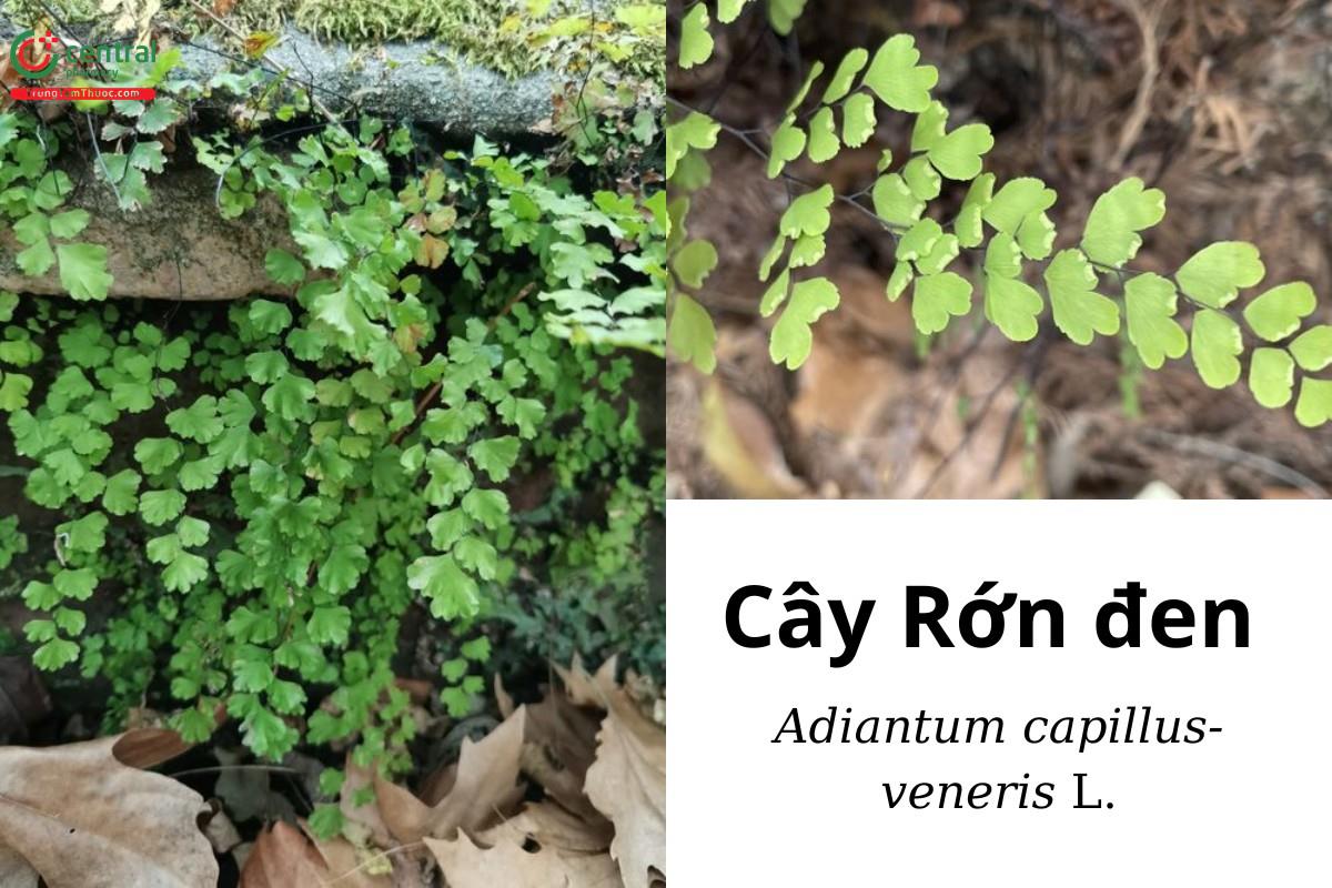 Rớn đen (Đuôi chồn lá quạt, Cây sẹ, Thiết tuyến thảo, Tóc thần - Adiantum capillus - veneris L.)