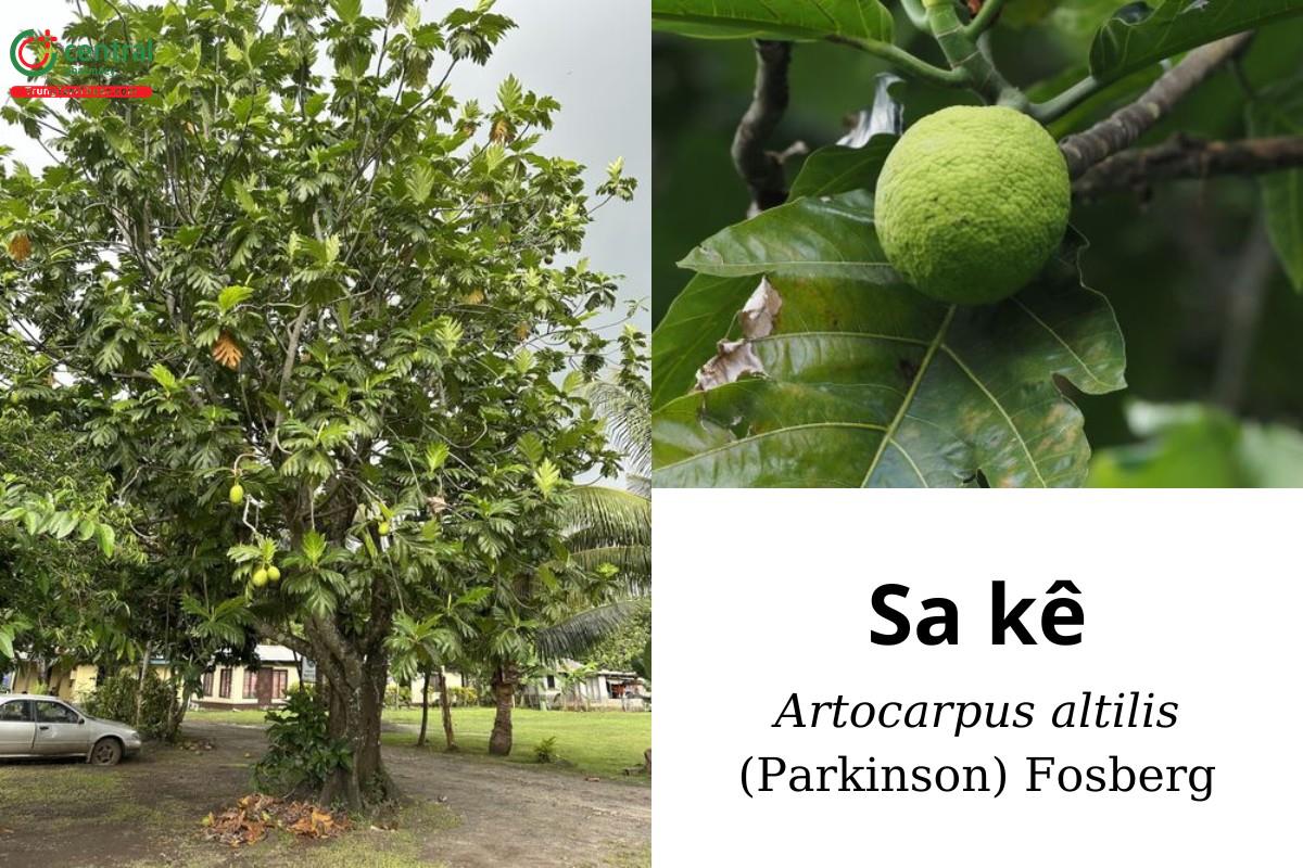 Sa kê (Xa kê - Artocarpus altilis (Parkinson) Fosberg)