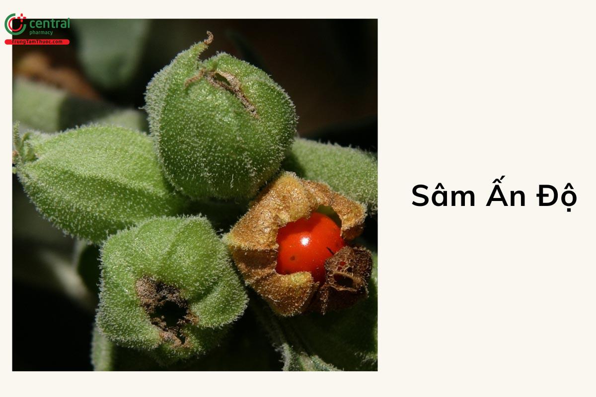 Sâm Ấn Độ (Ashwagandha - Withania somnifera)