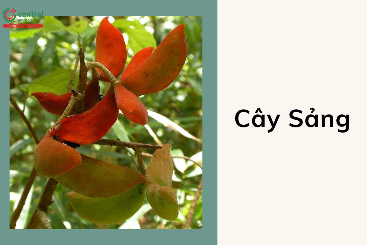 Sảng (Trôm Mề Gà - Sterculia lanceolata Cav.)