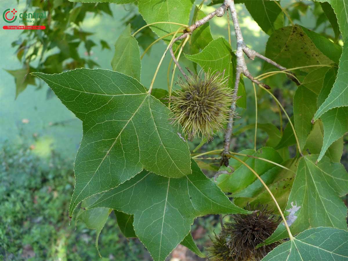 Sau Sau (Phong Hương, Cây Thau - Liquidambar formosana Hance)