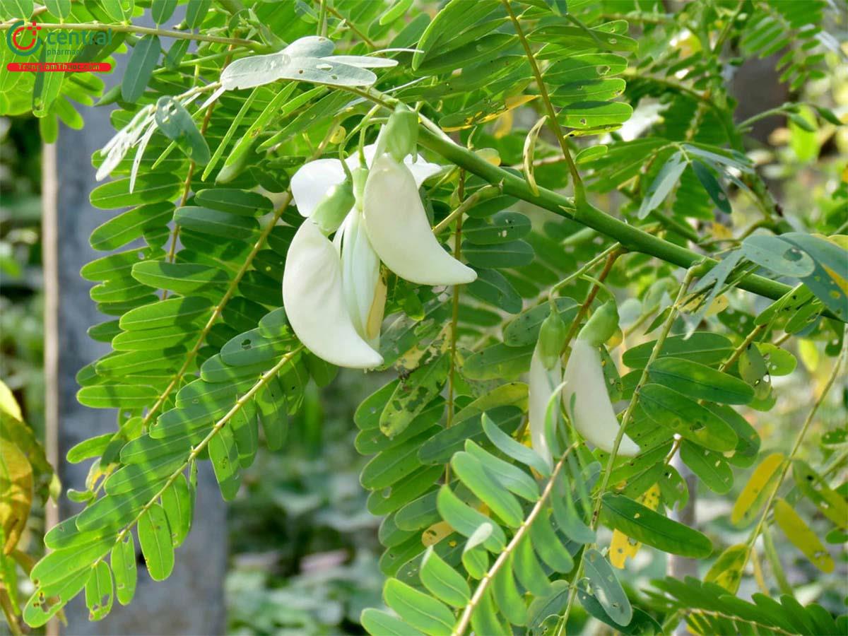 So Đũa (Sesbania grandiflora (L.) Pers.)