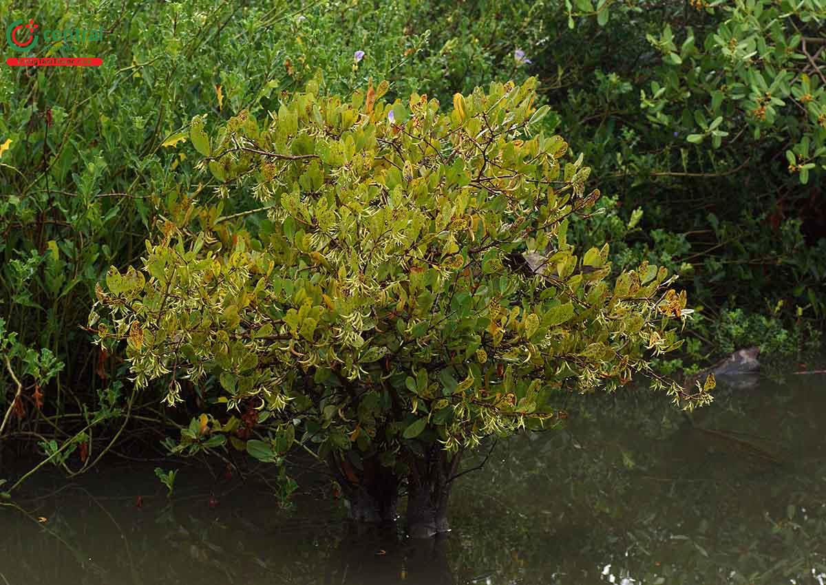 Sú Biển (Trú, Mui biển, Cát - Aegiceras corniculatum (L.) Blanco)