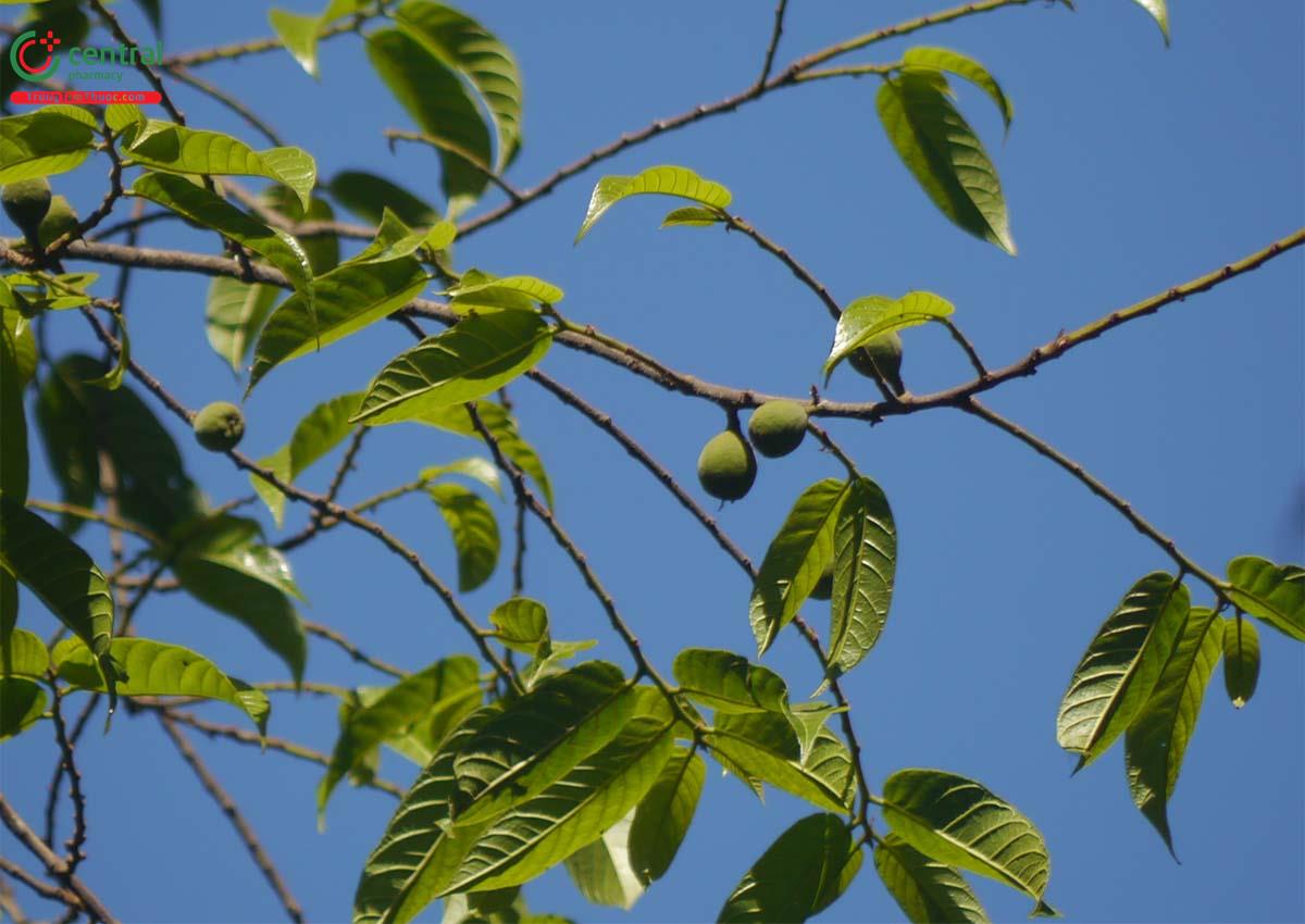 Sui (Thuốc Bắn - Antiaris toxicaria (Pers.) Leschen)