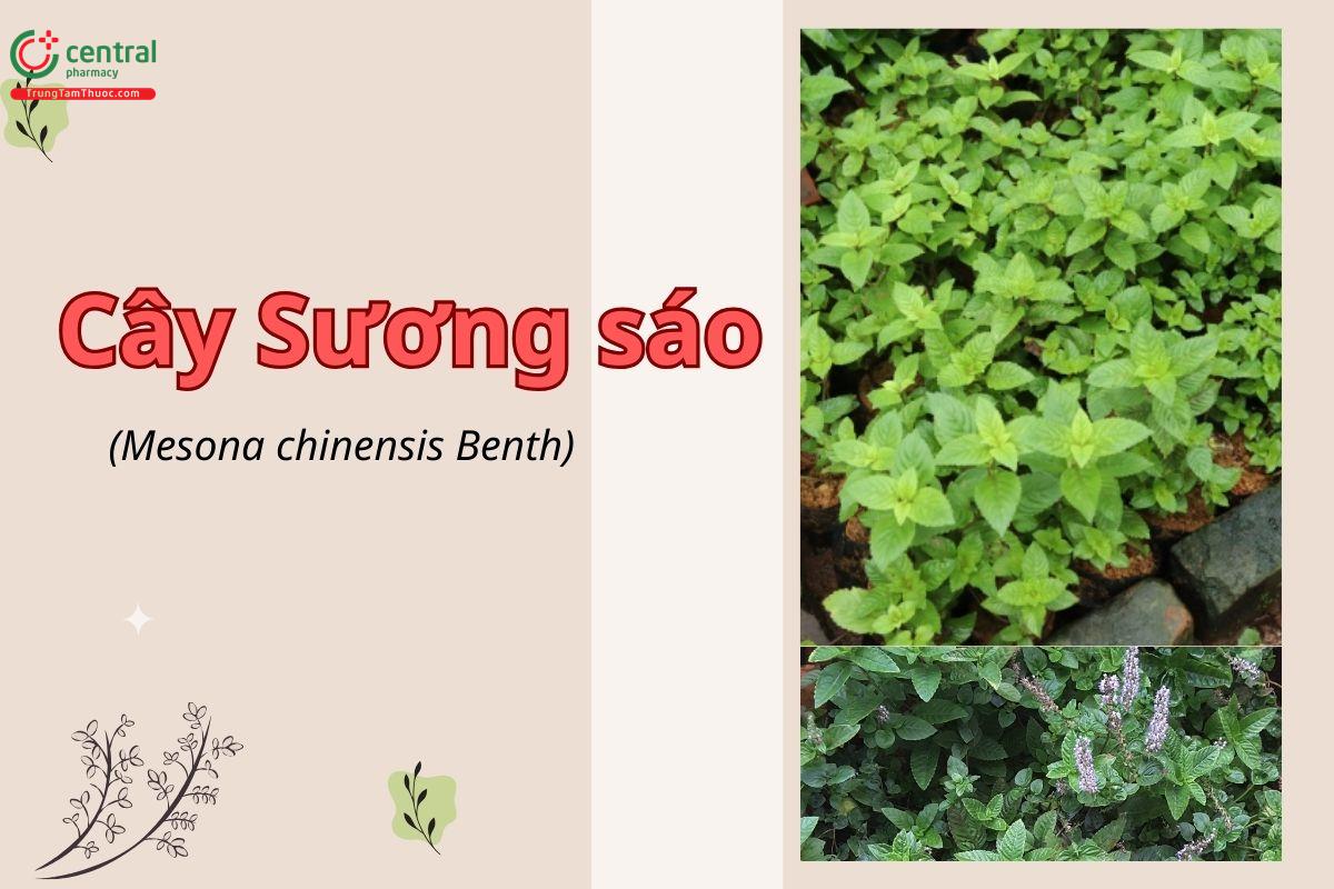 Cây Sương sáo (cây thạch đen - Mesona chinensis Benth)