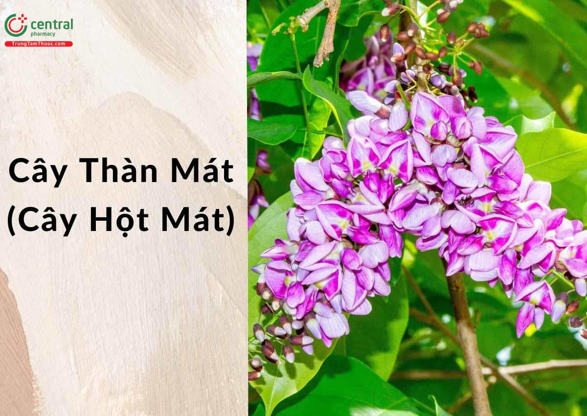 Thàn Mát (Hột Mát, Duốc Cá - Milletia ichthyochtona)