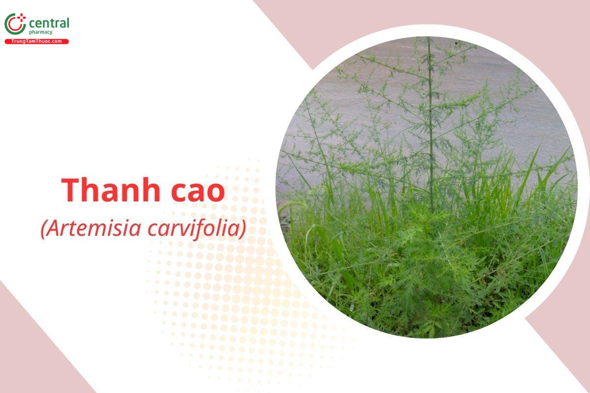 Thanh Cao (Thanh Hao, Thảo Cao - Artemisia carvifolia Wall.)