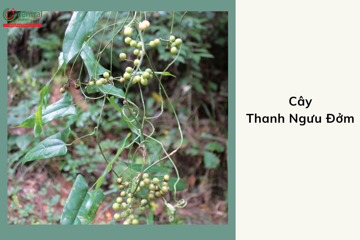 Thanh Ngưu Đởm (Tinospora sagittata)