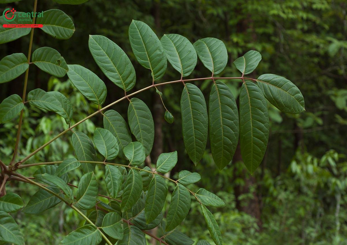 Thanh Thất (Ailanthus triphysa (Dennst.) Alston)