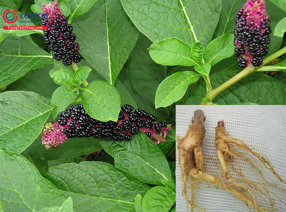 Thương Lục (Phytolacca acinosa)