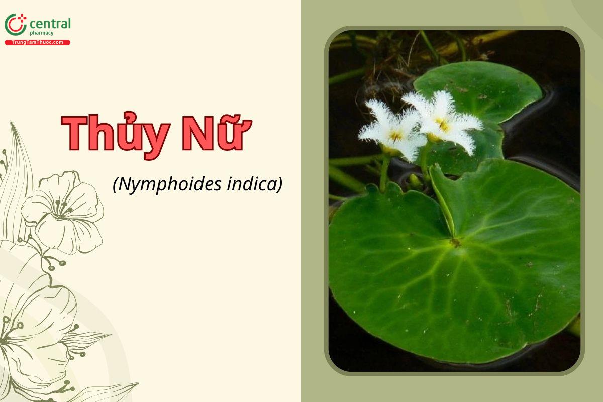 Thủy Nữ (Rau Tràng - Nymphoides indica)