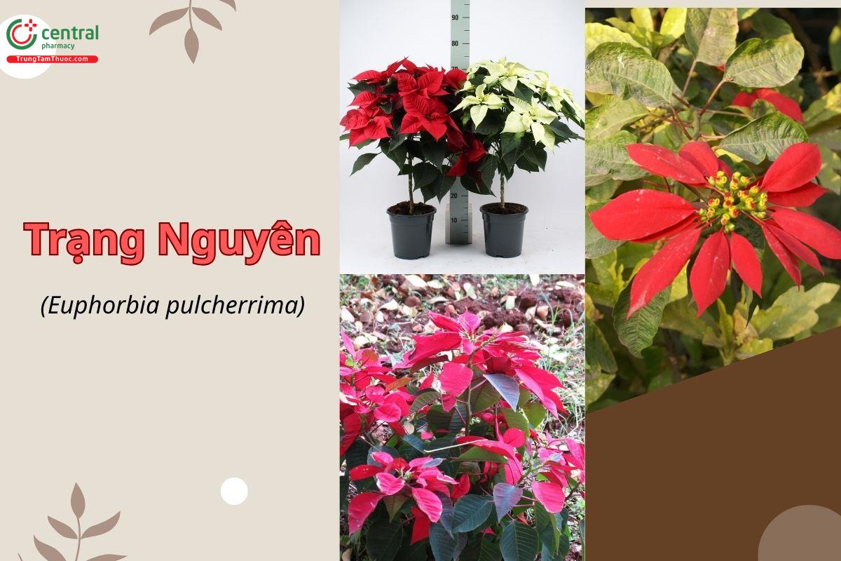 Trạng nguyên (Euphorbia pulcherrima)