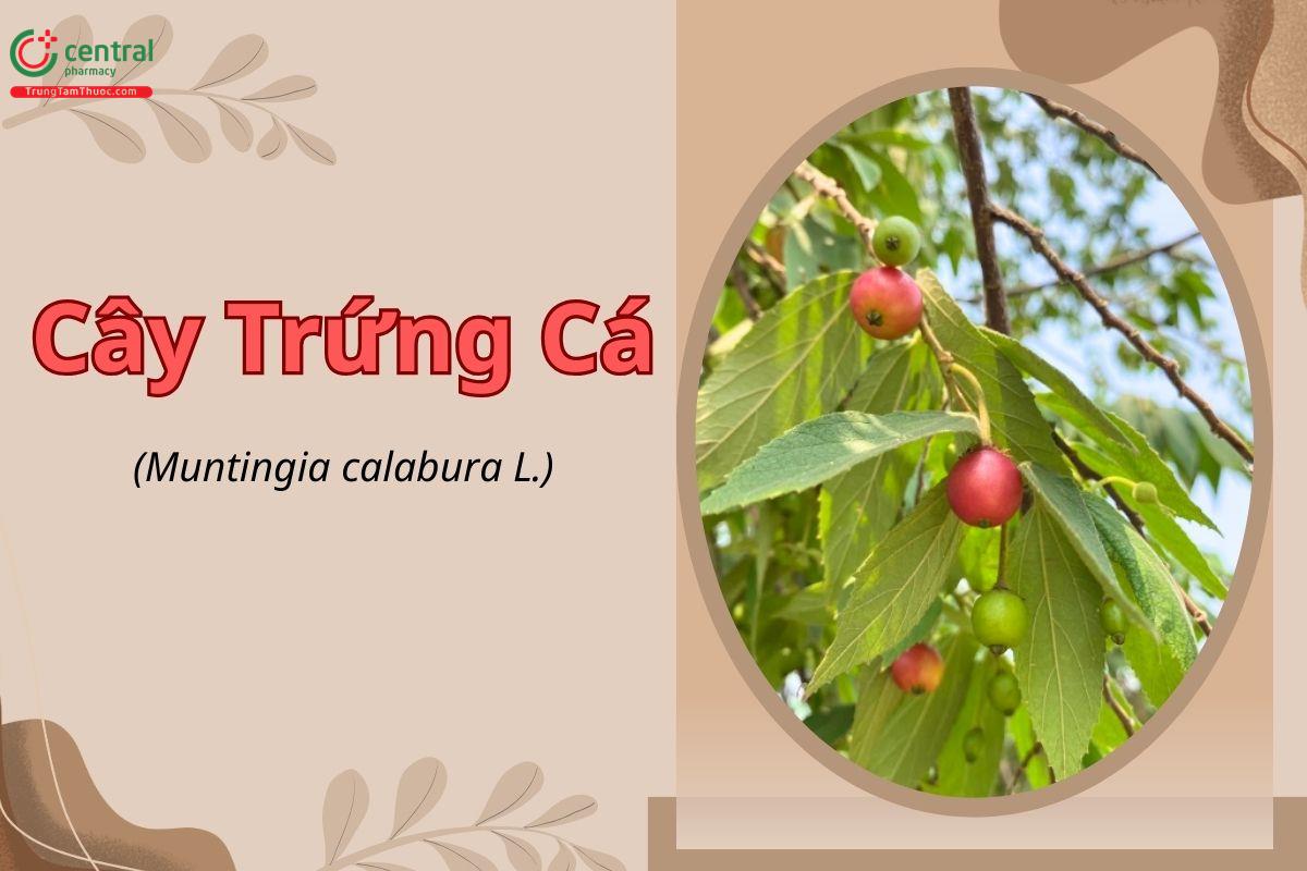 Cây trứng cá (Mật sâm - Muntingia calabura L.)