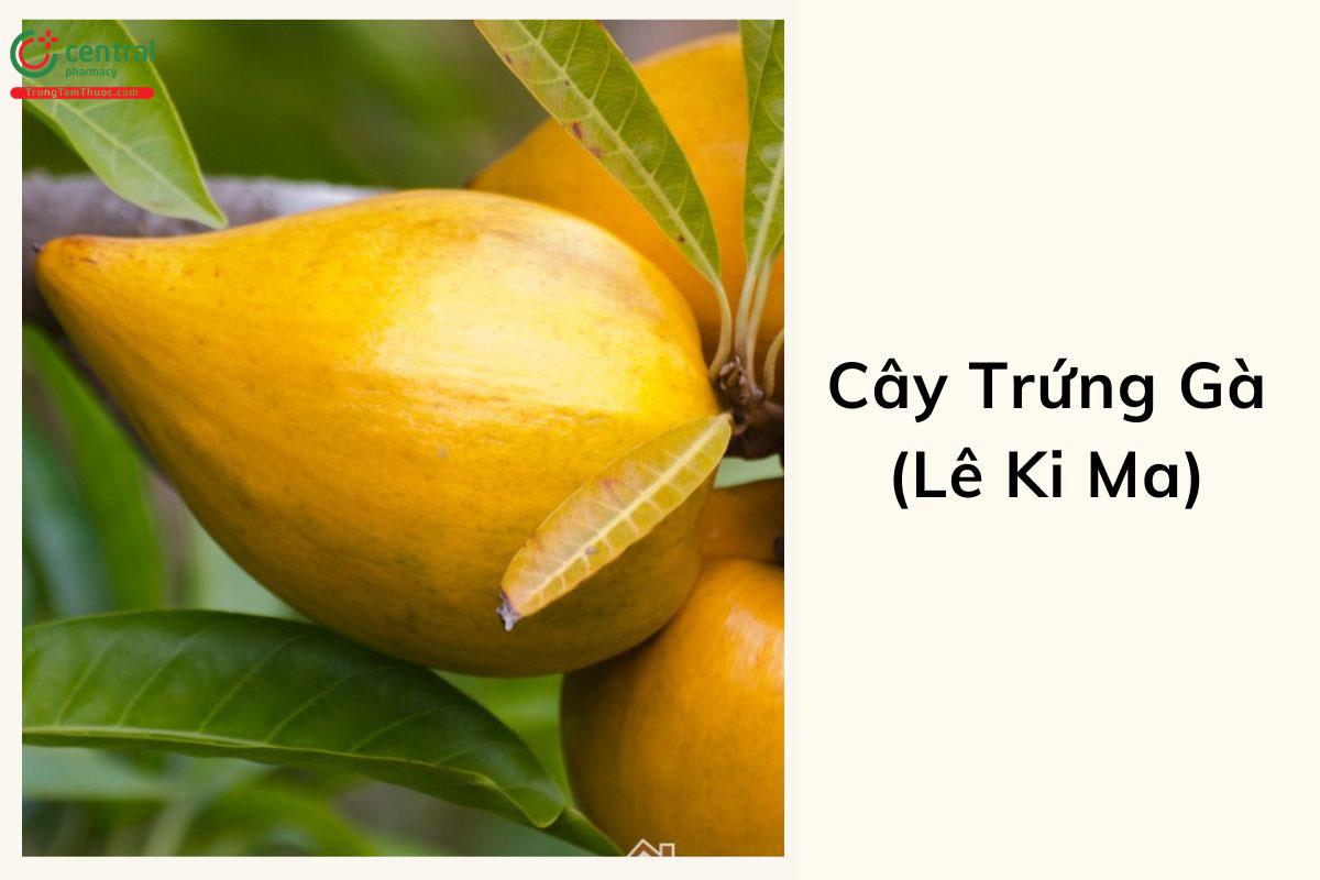 Cây Trứng Gà (Lê Ki Ma - Lucuma mammosa)