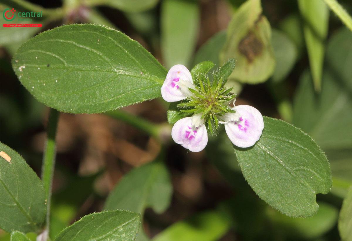 Tước Sàng (Justicia procumbens L.)