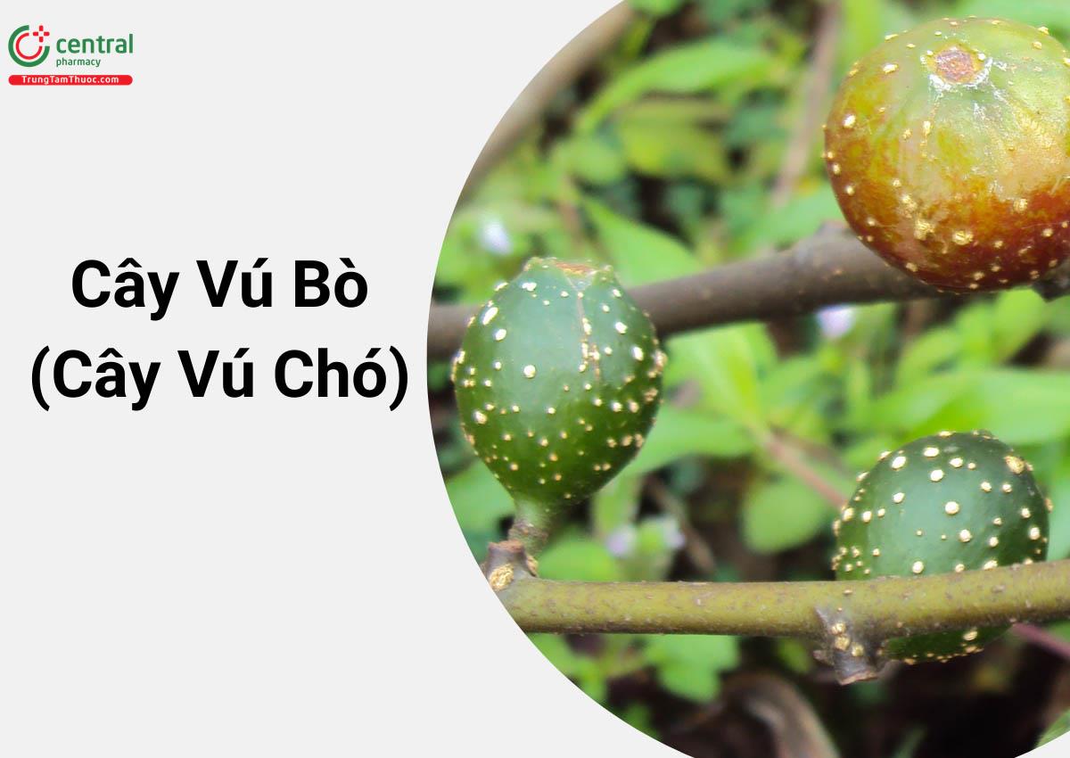 Vú Bò (Vú Chó - Ficus heterophyllus)