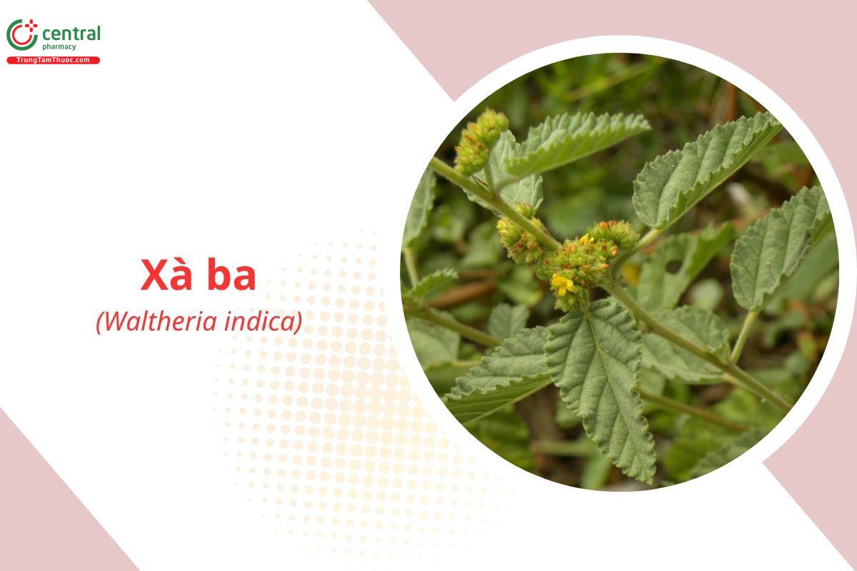 Xà Ba (Hoàn Tiên - Waltheria americana L.)