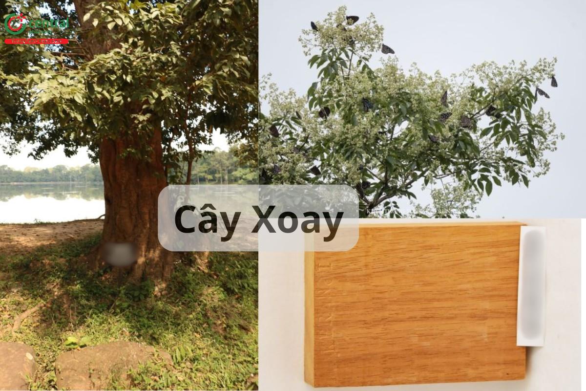 Cây Xoay (Xay - Dialium cochinchinense Pierre)