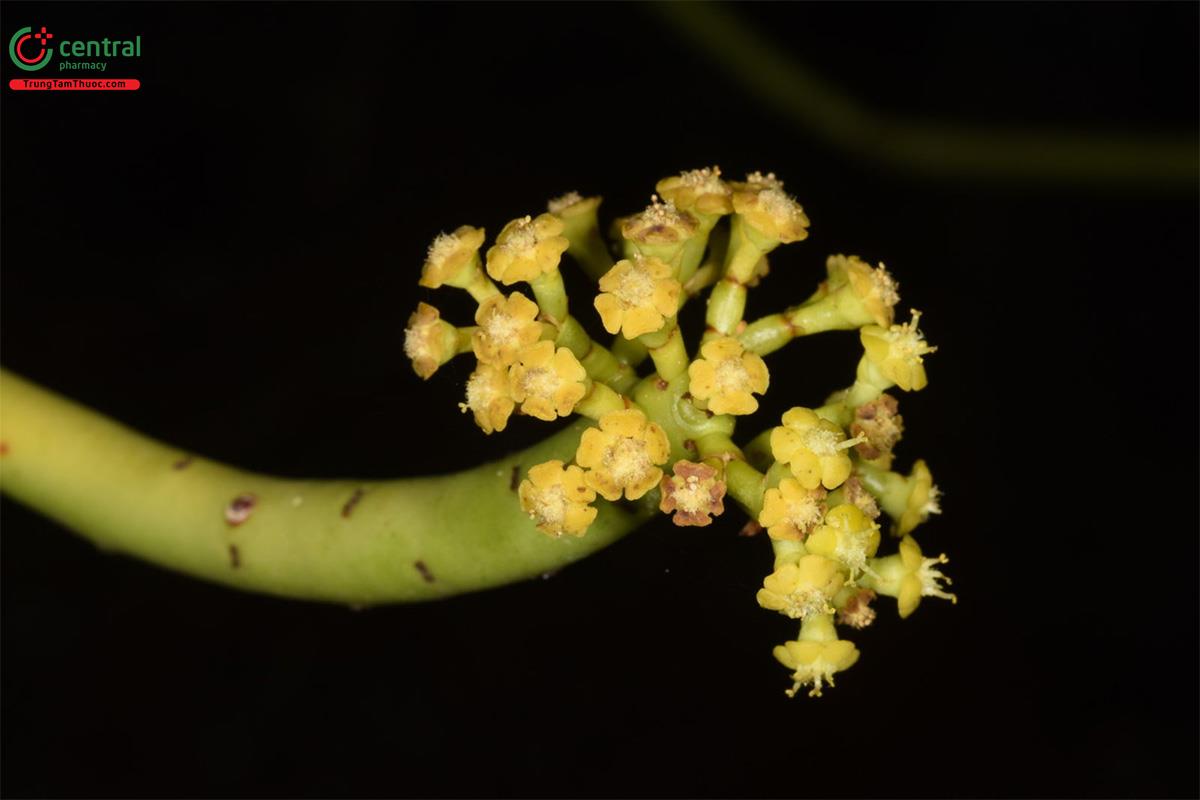 Xương Khô (Cây Giao, Cành Giao, San Hô Xanh - Euphorbia tirucalli L.)