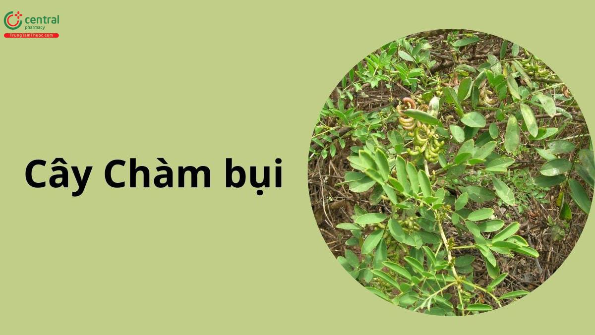 Chàm Bụi (Indigofera suffruticosa Mill.)