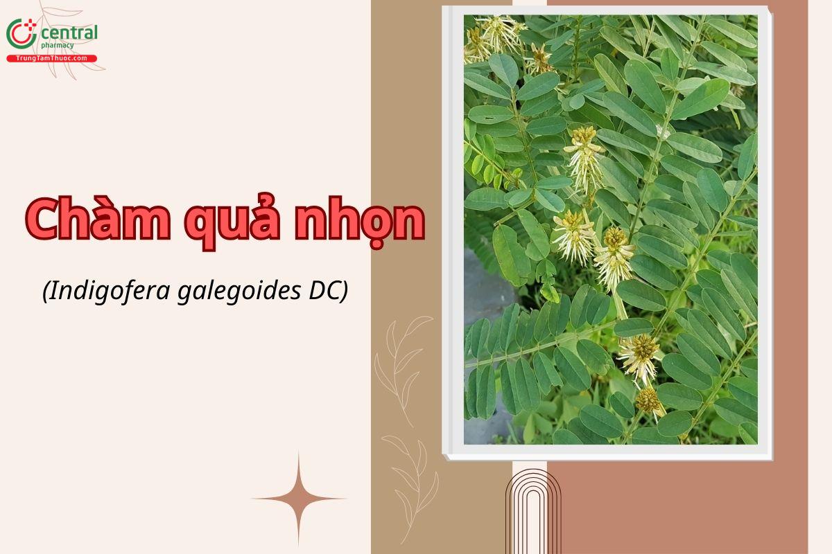 Chàm quả nhọn (Xà chàm - Indigofera galegoides DC)