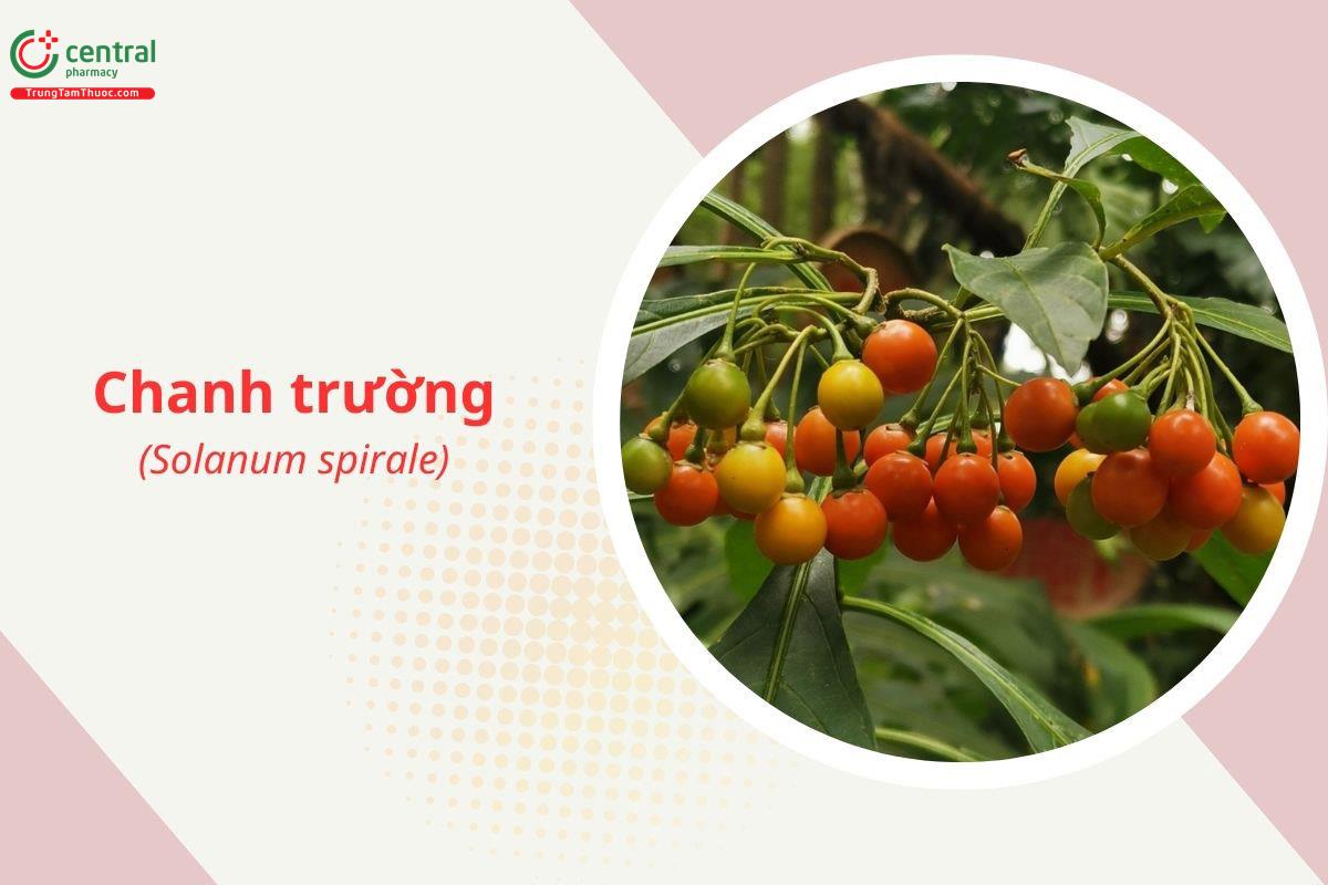 Chanh Trường (Solanum spirale Roxb.)