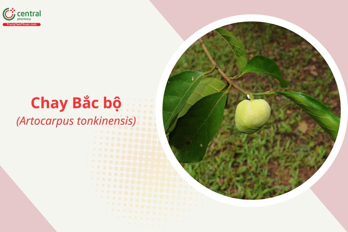 Chay Bắc bộ (Artocarpus tonkinensis)