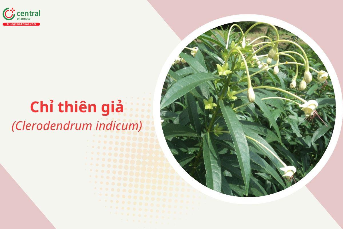 Chỉ thiên giả (Nam tiền hồ - Clerodendrum indicum)