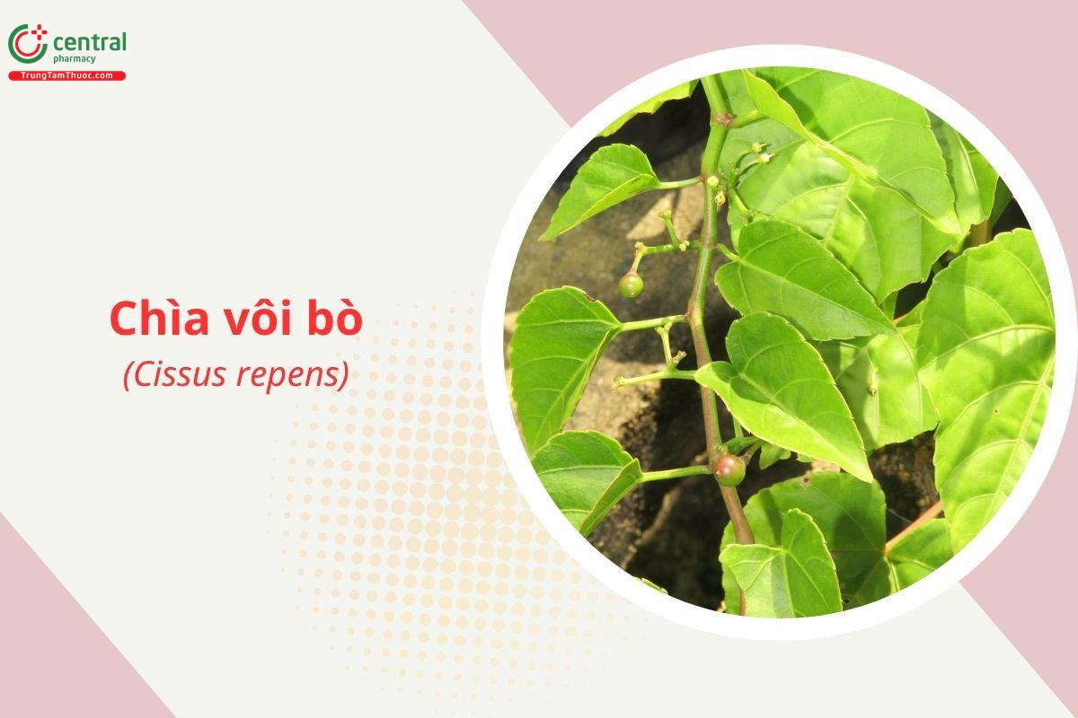 Chìa vôi bò (Nho lá tím - Cissus repens)