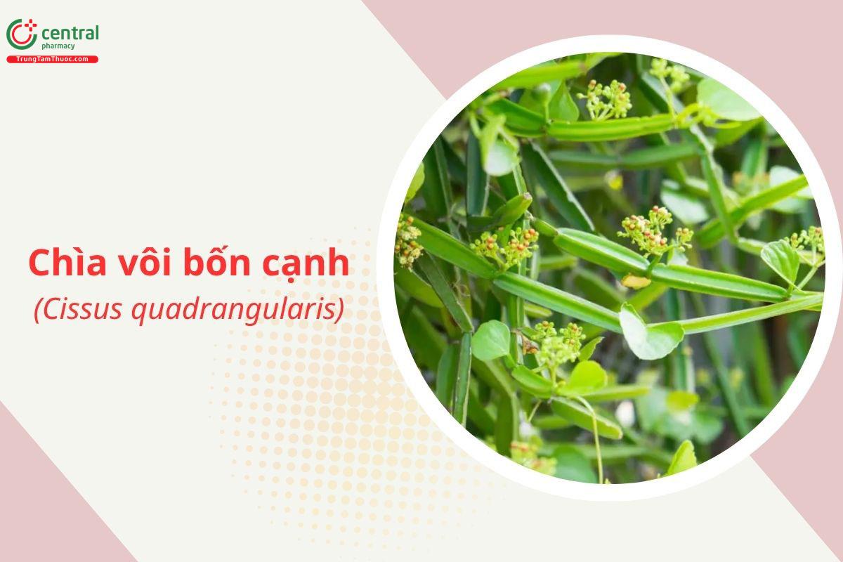 Chìa vôi bốn cạnh (Nho tía, Hồ đằng bốn cạnh - Cissus quadrangularis)
