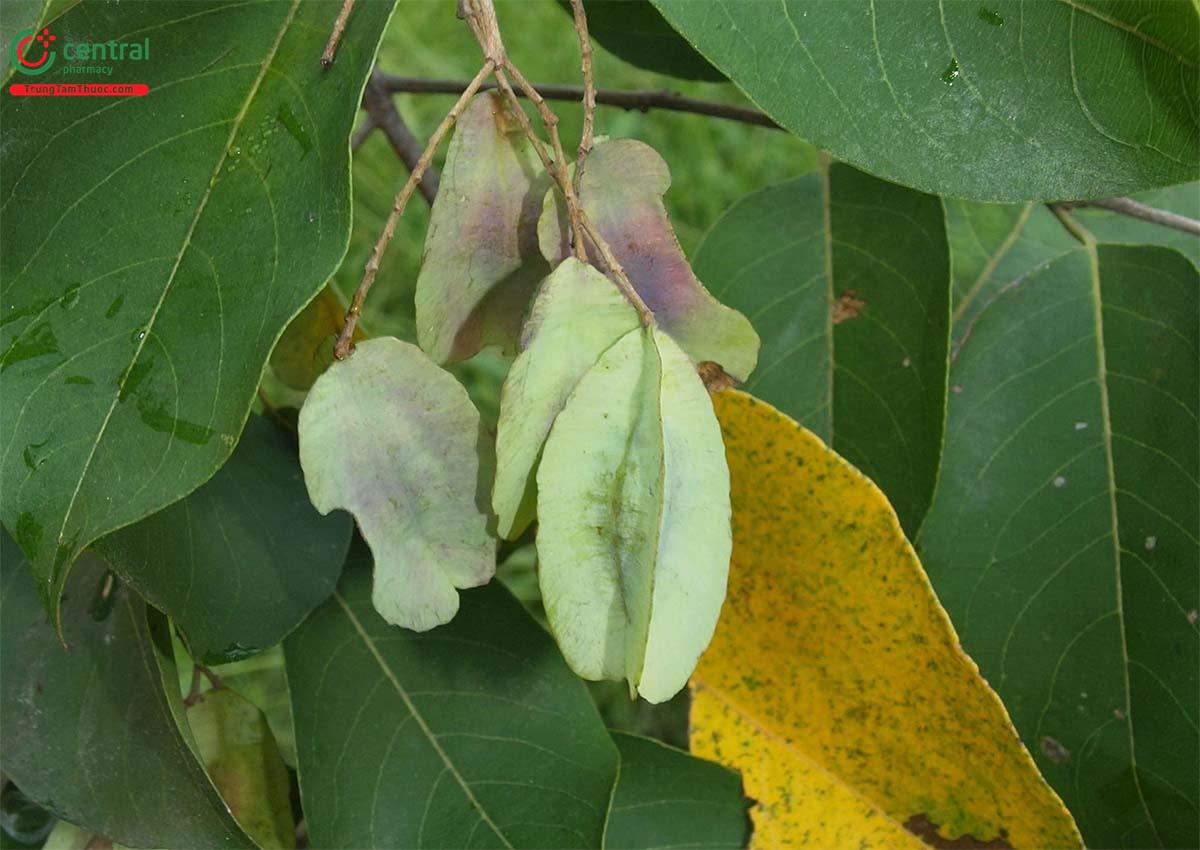 Chiêu Liêu Nghệ (Terminalia nigrovenulosa Pierre ex Laness.)