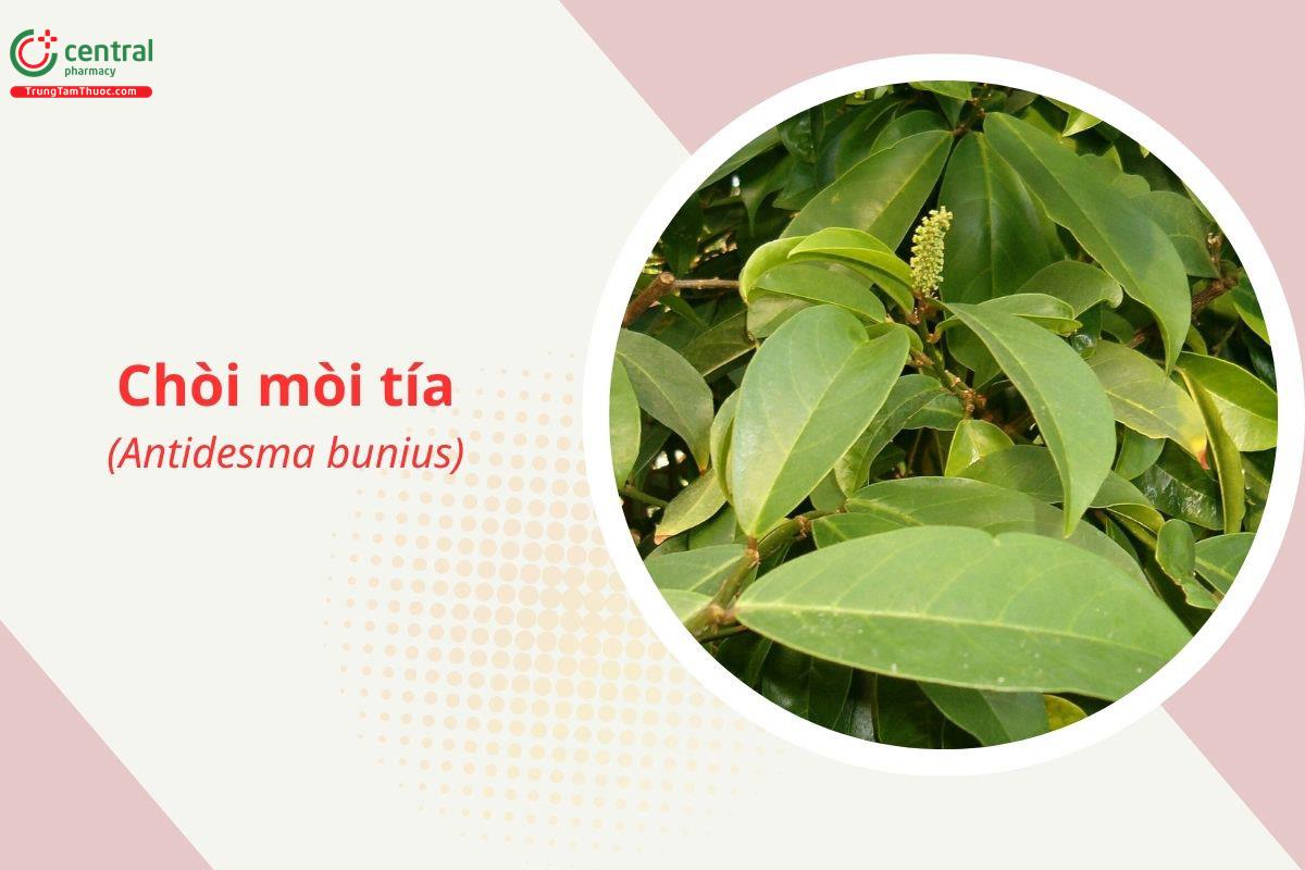 Chòi mòi tía (Antidesma bunius)