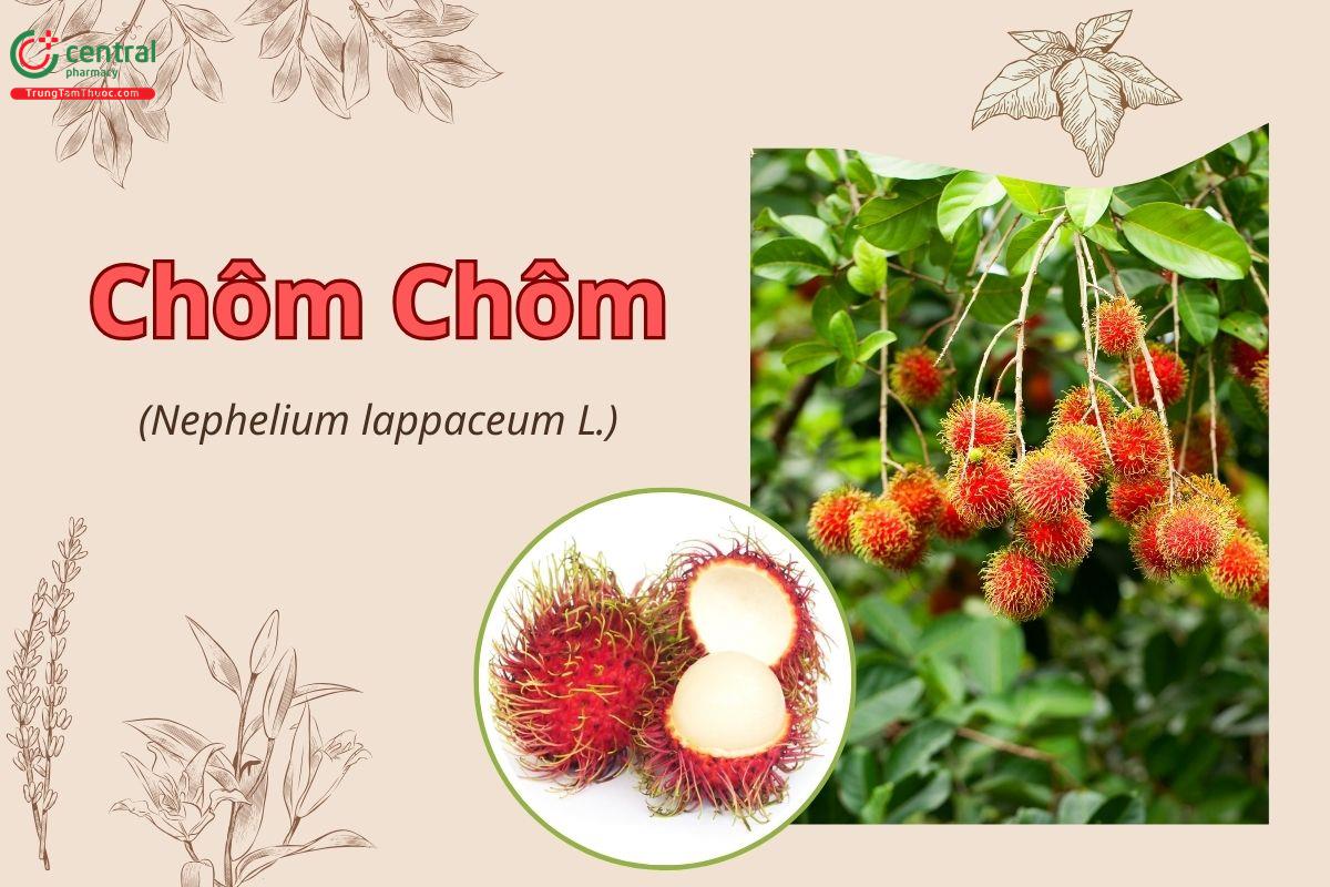 Chôm chôm (Vải thiều gai - Nephelium lappaceum)