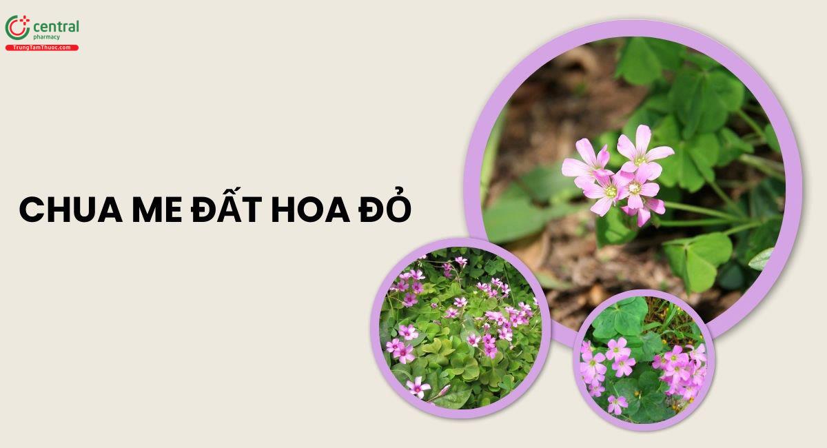 Chua Me Đất Hoa Đỏ (Oxalis corymbosa DC.)