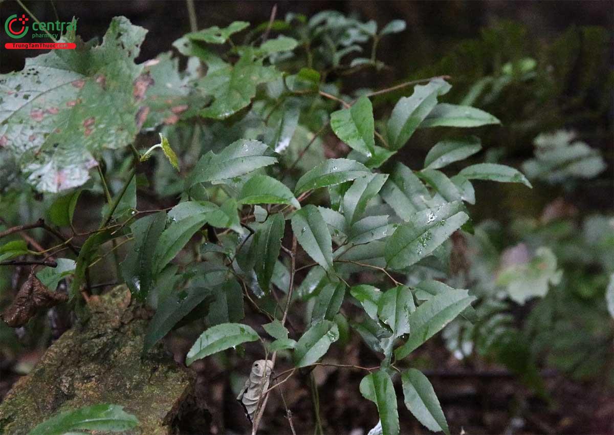 Chua Ngút (Chua Méo, Vón Vén - Embelia laeta (L.) Mez)