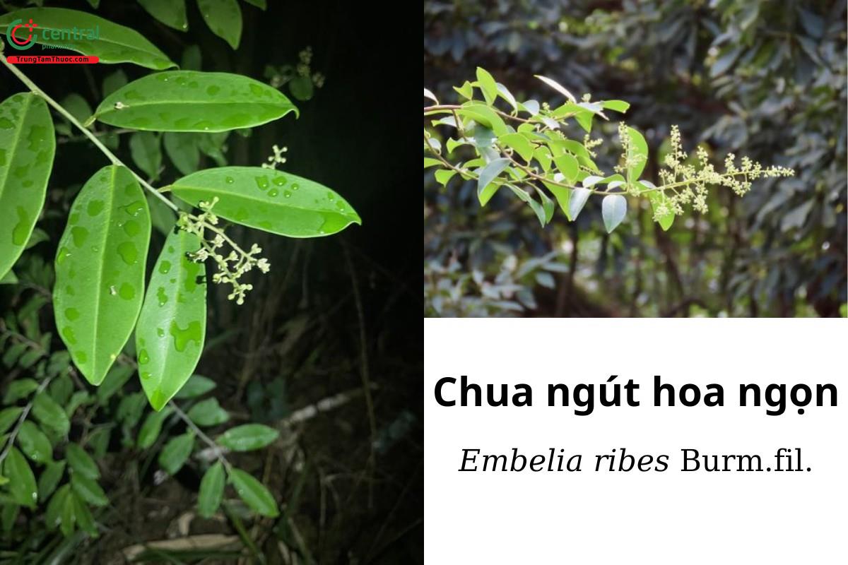 Chua ngút hoa ngọn (Embelia ribes Burm.fil.)