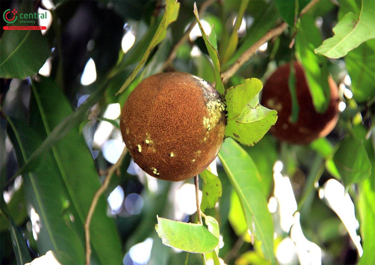 Chùm Bao Lớn (Đại Phong Tử - Hydnocarpus anthelmintica Pierre)