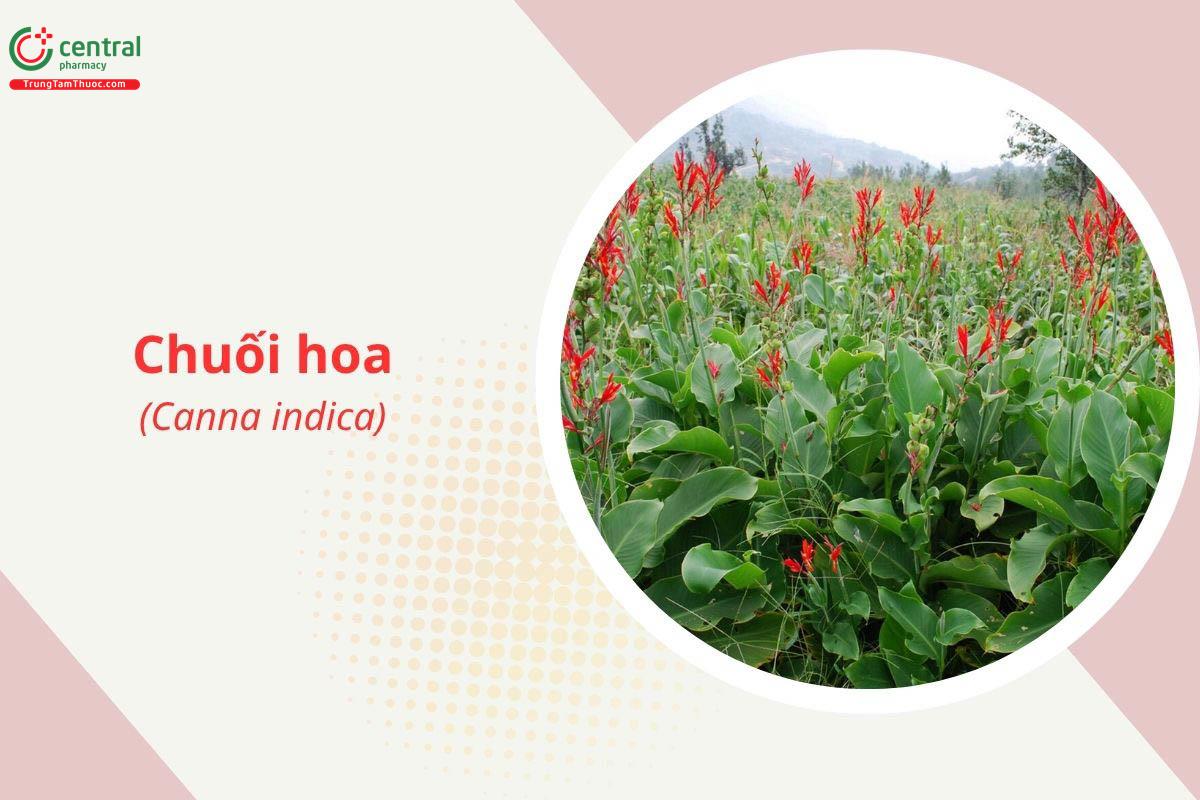 Chuối hoa (Dong riềng đỏ - Canna indica L.)