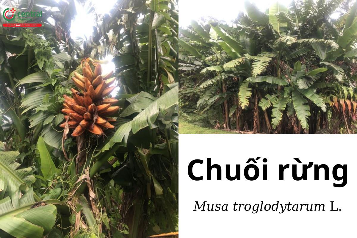 Chuối rừng (Musa troglodytarum L.)