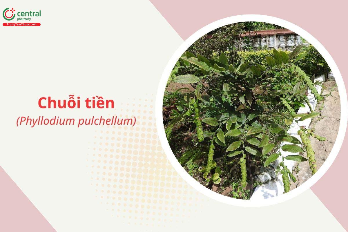 Chuỗi tiền (Vảy tê tê đẹp, Đồng tiền - Phyllodium pulchellum)