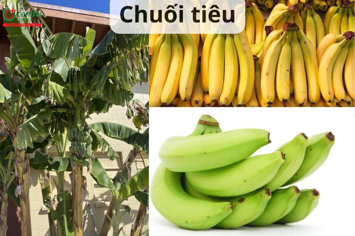 Chuối tiêu (Hương tiêu - Musa ×paradisiaca L.)