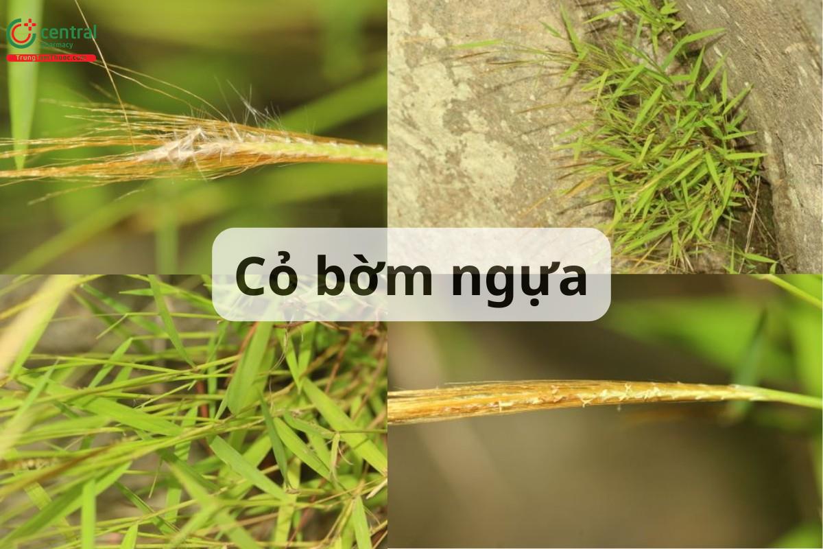 Cỏ bờm ngựa (Râu dê, Kim ty thảo - Pogonatherum crinitum (Thunb.) Kunth)