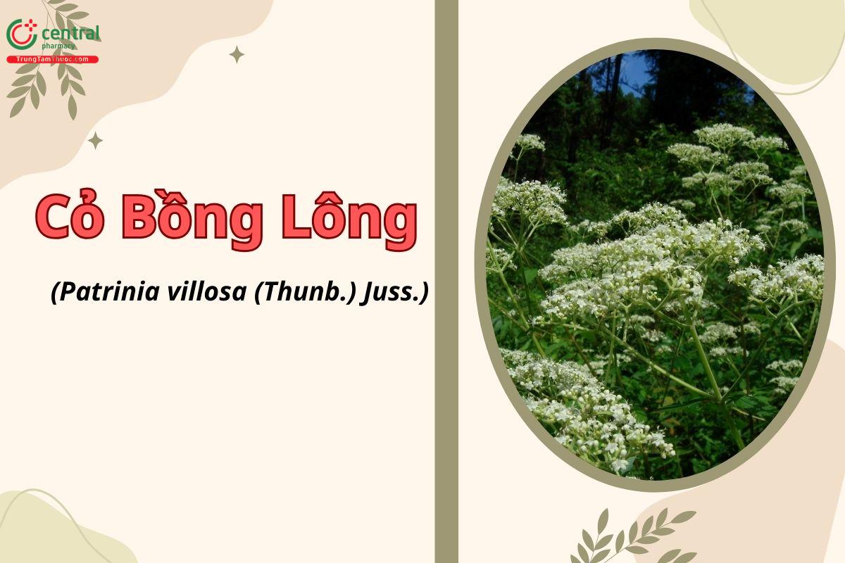 Cỏ bồng lông (Cỏ bồng, bại tượng hoa trắng - Patrinia villosa)