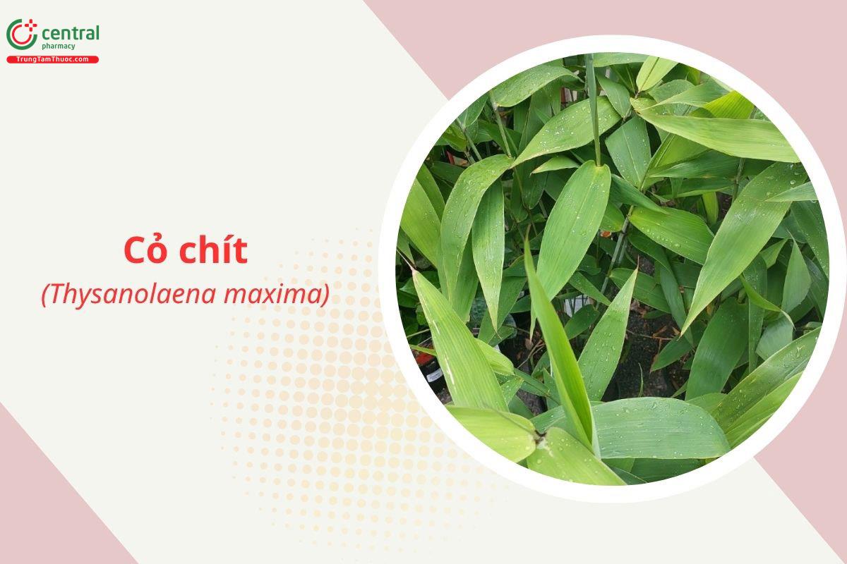 Cỏ chít (Đót - Thysanolaena maxima)