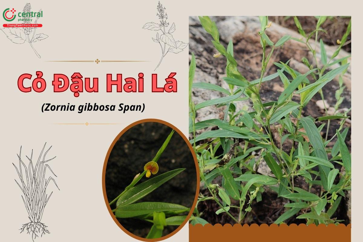 Cỏ Đậu Hai Lá (Đinh quý thảo - Zornia gibbosa Span.)