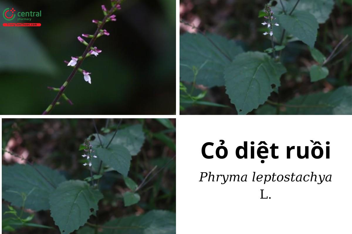 Cỏ diệt ruồi (Phryma leptostachya L.)