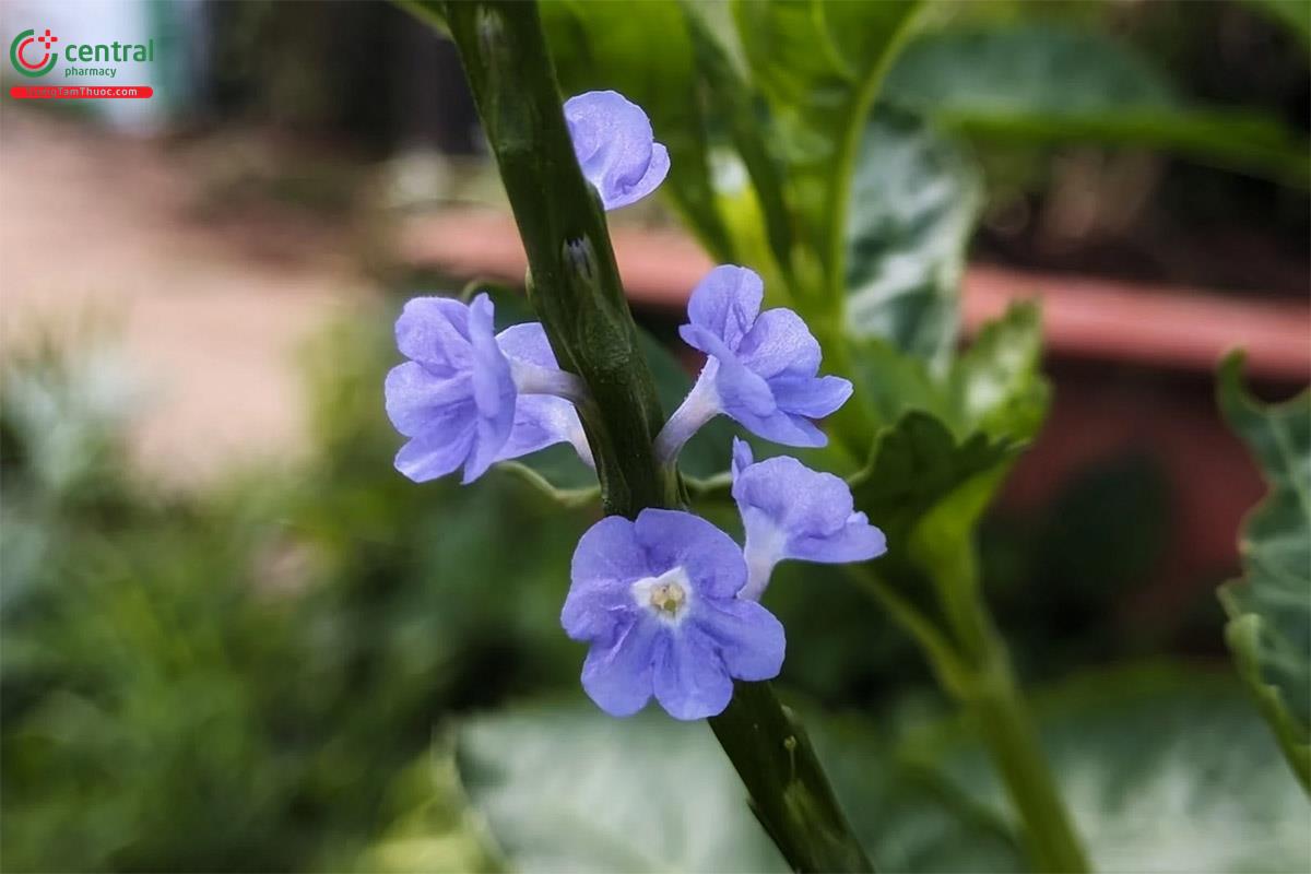 Đuôi Chuột (Cỏ Đuôi Chuột Lùn - Stachytarpheta jamaicensis (L.) Vahl.)